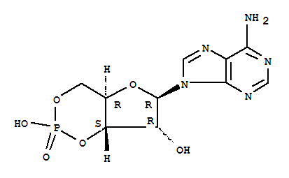 環(huán)磷腺苷