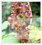 菟絲子提取物Chinese Dodder Seed P.E.